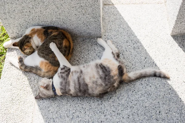 Gato Durmiendo Con Hija Fuera — Foto de Stock