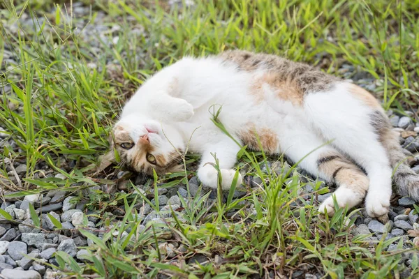 Pequeno Gato Dormir Uma Pose Engraçada Exterior — Fotografia de Stock