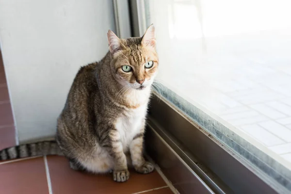 Kat Thuis Dikke Kat Huis — Stockfoto