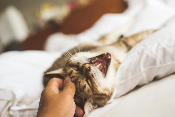 Коснуться Руки Табби Кошки Остающейся Дома Кровати — стоковое фото