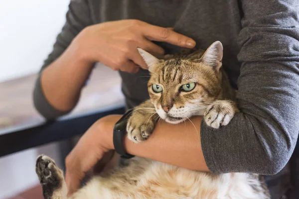 Gordo Tabby Sostenido Por Una Mujer Aire Libre — Foto de Stock