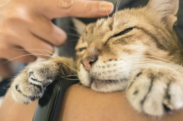 Kövér Tabby Tartja Egy Szabadban — Stock Fotó