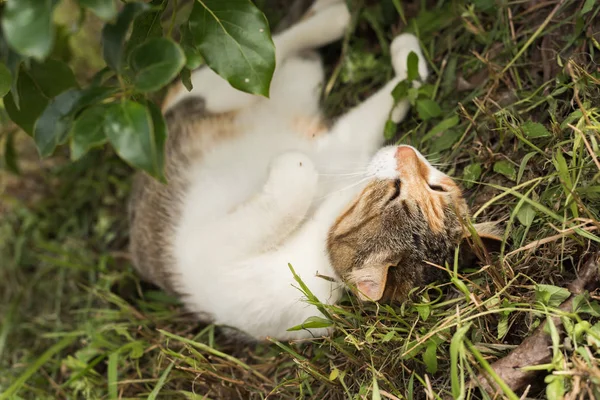 屋外の木の下で猫が寝ています — ストック写真