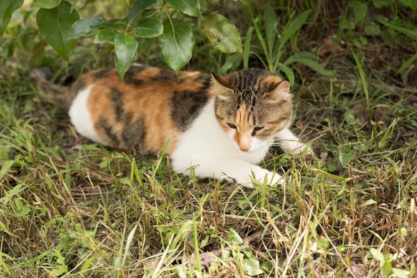 Küçük Kedi Ağaçların Altında Uyuyor — Stok fotoğraf