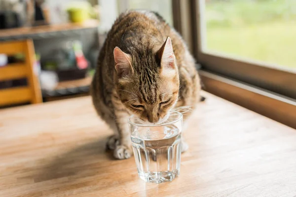 Katt Dricka Vatten Bordet Hemma — Stockfoto