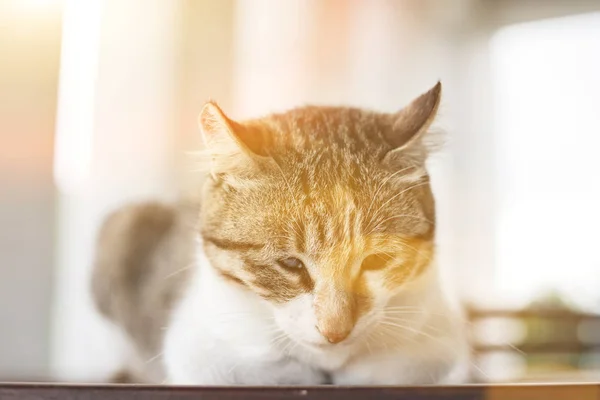 Enkele Jonge Kat Wachten Zitten Een Tafel Outdoor — Stockfoto