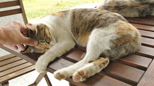 Toccare Gatto Addormentato Sdraiato Sulla Scrivania Legno All Aperto — Foto Stock