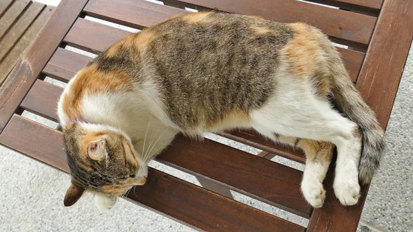 Slapende Kat Liggend Houten Bureau Buitenlucht — Stockfoto