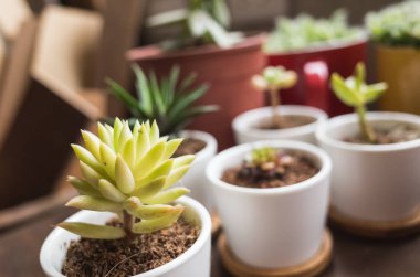 yeşil küçük kaktüs pot koleksiyonu, portre resim