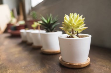 yeşil küçük kaktüs pot koleksiyonu, portre resim