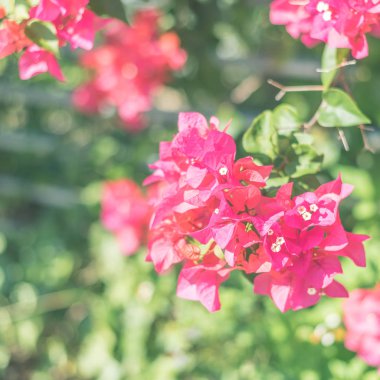 Açık havada kırmızı bougainvillea çiçekleri, doğa arka planı kavramı