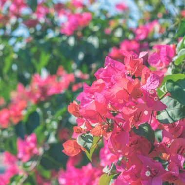 Açık havada kırmızı bougainvillea çiçekleri, doğa arka planı kavramı