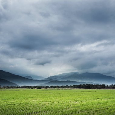 yeşil paddy çiftlik kırsal manzara