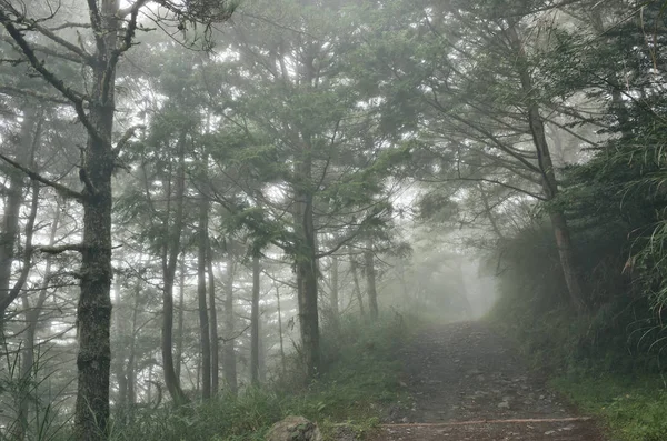 森林的景观与薄雾和没有人在道路上 — 图库照片