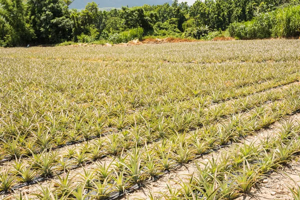 Paisaje Granja Piña Con Nadie Día — Foto de Stock