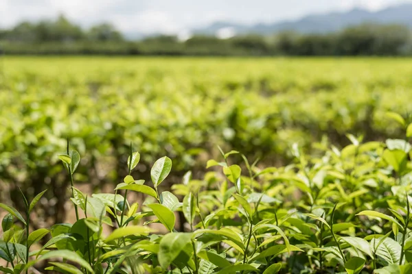 Tea Luye Taitung Taiwan Farm — Stock Fotó