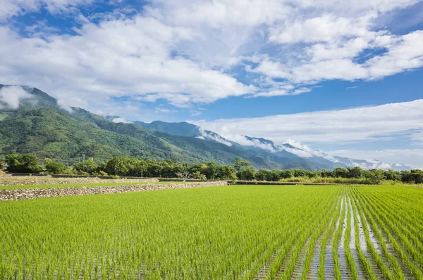 Φυσικό Ανθισμένο Τοπίο Πράσινο Ρύζι Αγρόκτημα Στο Taitung Ταϊβάν — Φωτογραφία Αρχείου