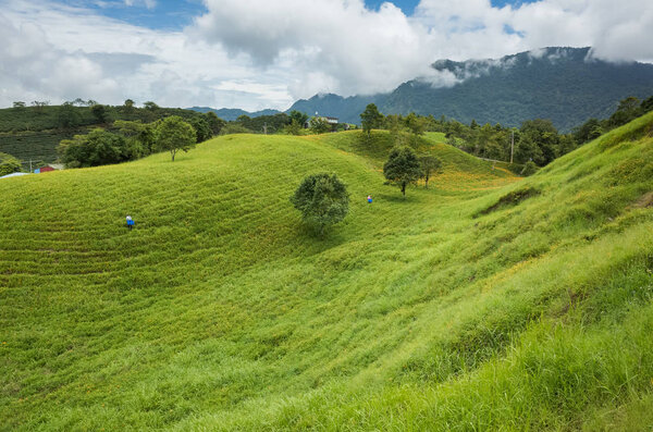 golden tiger lily farm with farmer working at the hill at Hualien, Taiwan, Asia