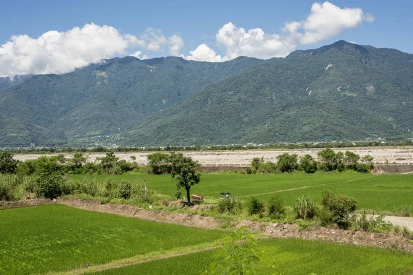 Paysage Ferme Paddy Vert Campagne — Photo