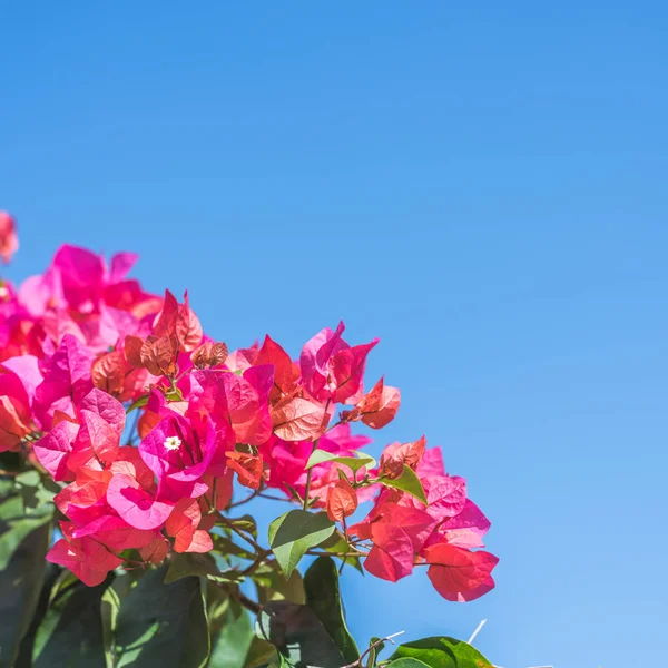 Vermelho Flores Bougainvillea Exterior Conceito Fundo Natureza — Fotografia de Stock