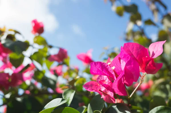 Rote Bougainvillea Blüten Freien Konzept Der Natur Hintergrund — Stockfoto