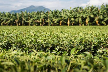 yeşil çay çiftlik kırsal, manzara Luye, Tayvan