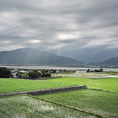 yeşil paddy çiftlik kırsal manzara