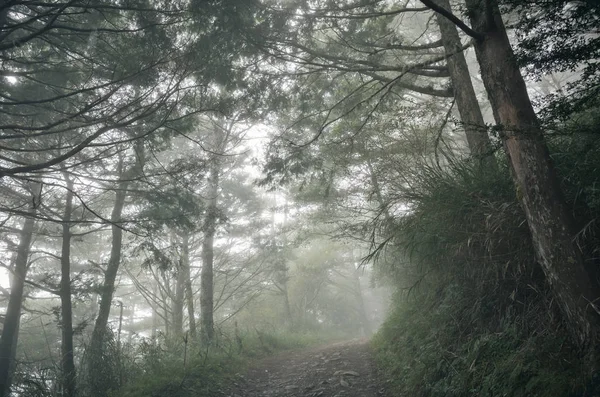 Paysage Forêt Avec Brume Personne Sur Chemin — Photo