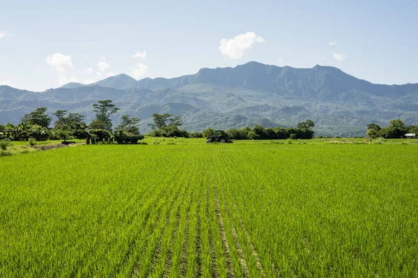 Paysage Ferme Paddy Vert Campagne — Photo