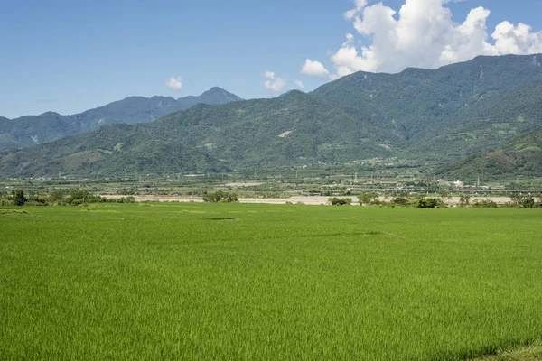 Landschaft Mit Grünen Reisfeldern Auf Dem Land — Stockfoto