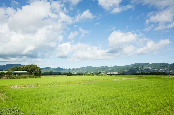 Landschaft Mit Grünen Reisfeldern Auf Dem Land — Stockfoto