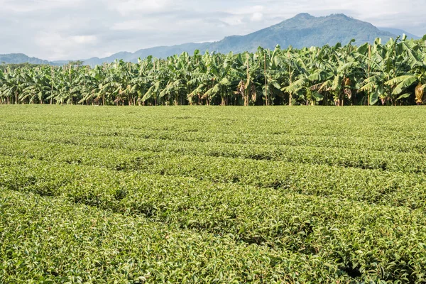 Fattoria Verde Campagna Paesaggio Luye Taiwan — Foto Stock