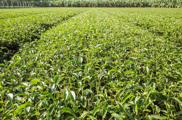 Zöld Tea Farm Táj Táj Luye Tajvan — Stock Fotó