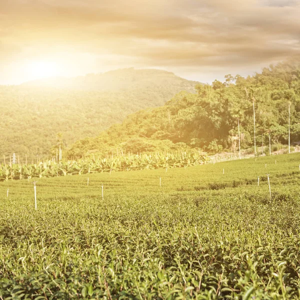 Zielona Herbata Gospodarstwo Wsi Krajobraz Luye Tajwan — Zdjęcie stockowe