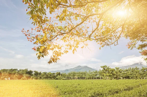 Green Tea Farm Countryside Landscape Luye Taiwan — Stock Photo, Image