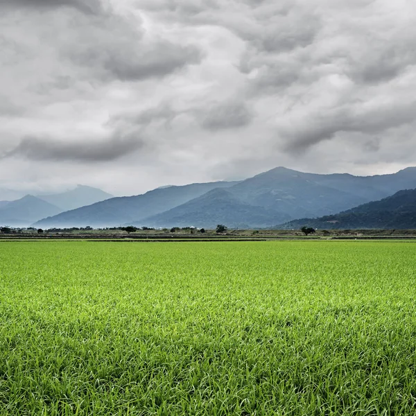 Ländliche Landschaft Mit Grünen Reisfeldern — Stockfoto