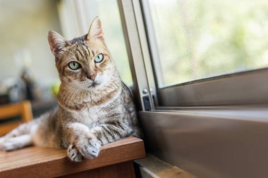 tekir kedi oturup evde masada