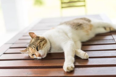 Küçük kedi uyuyor ve dışarıdaki ahşap masada yatıyor.