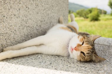 Küçük kedi dışarıda komik bir şekilde uyuyor.