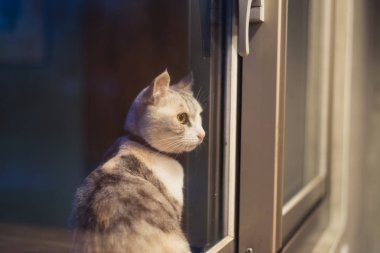 kedi stand ve geceleri pencerenin yanında bekle