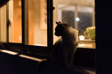 kedi stand ve geceleri pencerenin yanında bekle