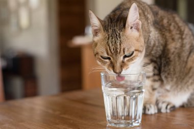 Kedi evdeki masada su içiyor.