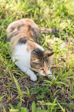Kedi dışarıdaki çayırlarda uyuyor.