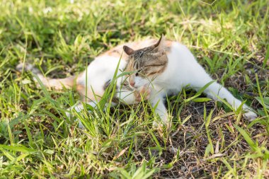 kedi yıkamak kendini açık otlakta