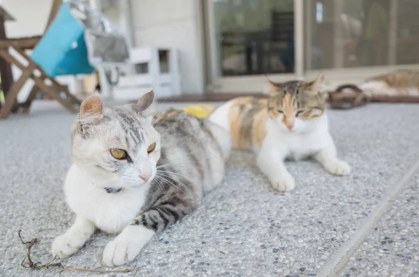 Kedi Kızı Ile Yere Oturmak — Stok fotoğraf