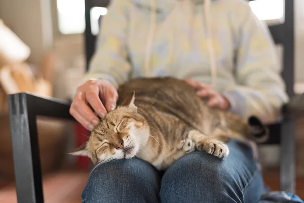 Gato Dormir Coxa Uma Mulher Casa — Fotografia de Stock