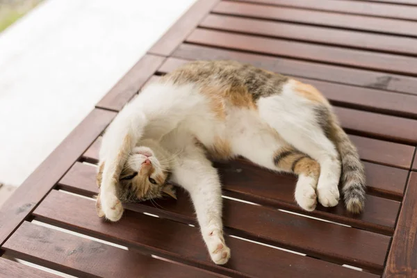 Carino Gatto Dormire Sdraiato Sulla Scrivania Legno All Aperto — Foto Stock