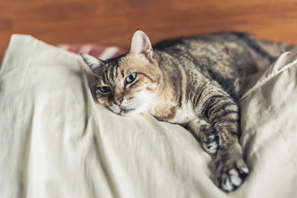 Faule Und Lustige Gestromte Katze Bleibt Hause Auf Dem Bett — Stockfoto