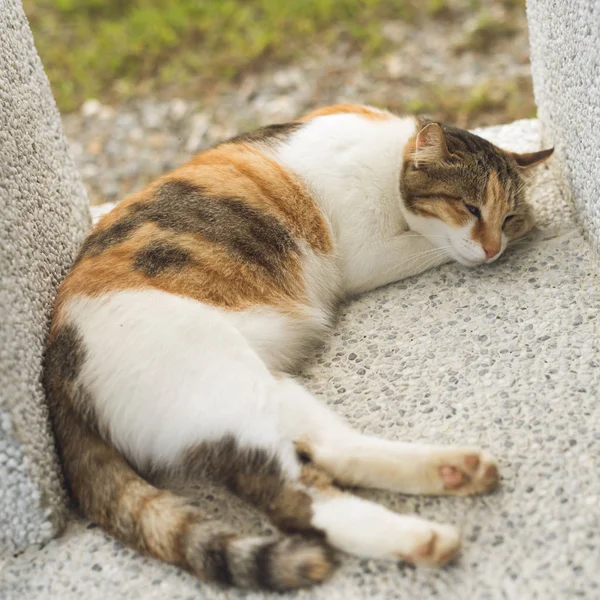 Pequeño Gato Cansado Dormitar Dormir Exterior — Foto de Stock