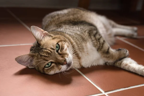 Gato Durmiendo Suelo Casa — Foto de Stock